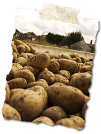 Image of Fresh Locally Grown Potatoes